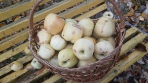 #фруктовыйсад #Антоновка /Яблоня Антоновка в саду.Собираем последний урожай зимнего сорта яблок