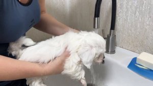 Baby puppy Jack obediently washes his paws in the bathroom for the first time