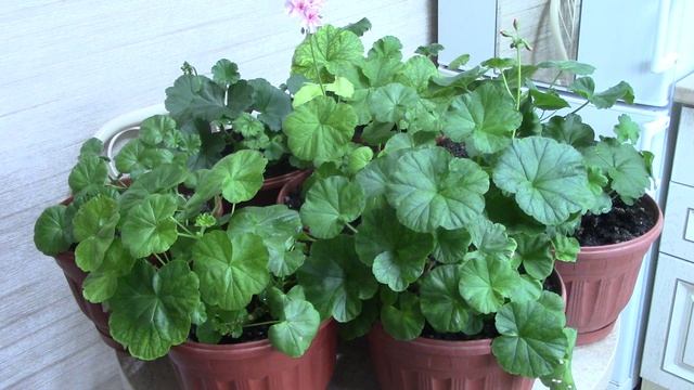 резльтаты обрезки пеларгонии.mp4 смотреть онлайн