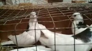 Короткоклювые гривуны, гены ижевских ?