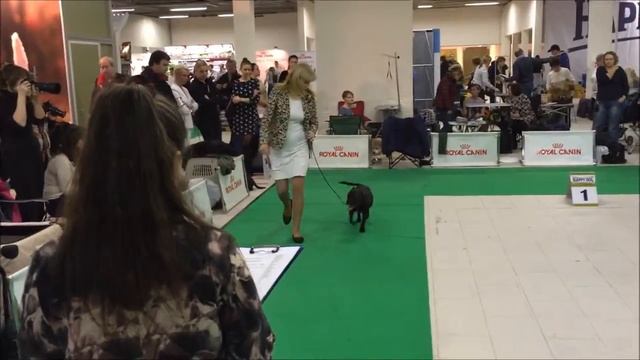 Санкт-Петербург 13.12.2015 Невский Победитель Стаффордширский Бультерьер Суки Юниоры смотреть онлайн