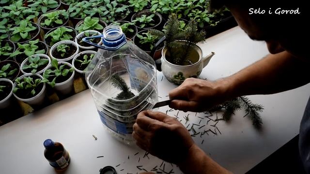 клонирование и черенкование голубая ель