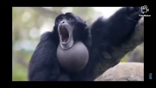 sunset shimmer the screaming monkey смотреть онлайн