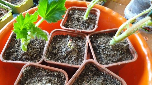 Бегония клубневая. Пробуждение и пересадка клубней. Делаем правильно.
