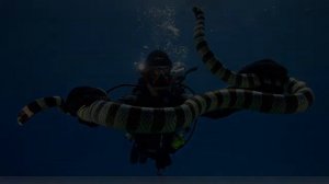 10 самых опасных морских животных