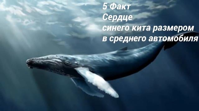 ТОП 10 ШОКИРУЮЩИХ ФАКТОВ О КОТОРЫХ ВЫ НЕ ЗНАЛИ смотреть онлайн