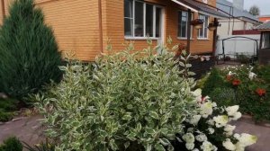 ДЕЛАЮ ЗОНТИК ИЗ ДЕРЕНА БЕЛОГО.