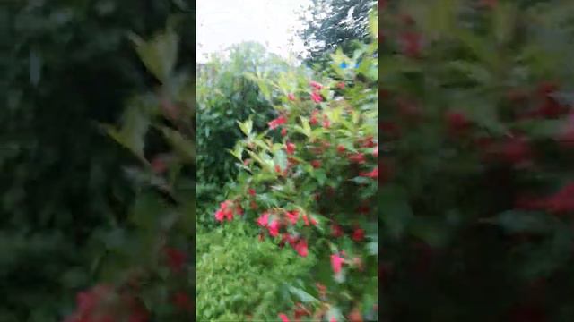 Я иду по лужам😆мне ни кто не нужен))) смотреть онлайн