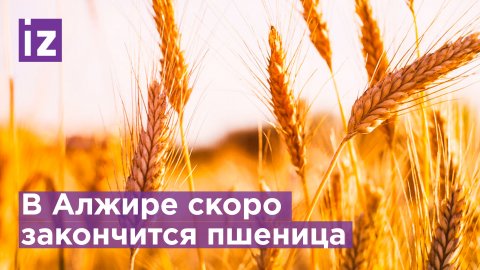 В Алжире запасов пшеницы хватит на восемь месяцев / Известия