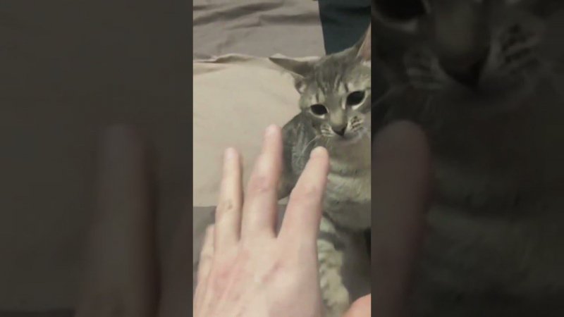 КОТЁНОК КУЗЯ КУСАЕТСЯ  #shorts