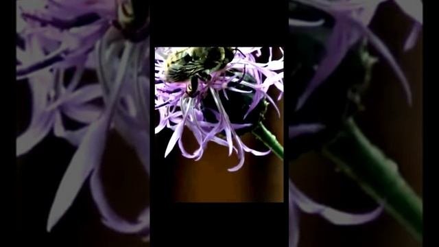 Звуки природы в деревне