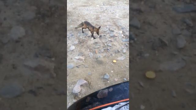 Лунь) Лиса вышла на дорогу смотреть онлайн