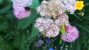 мохнатый шмель у подъезда)