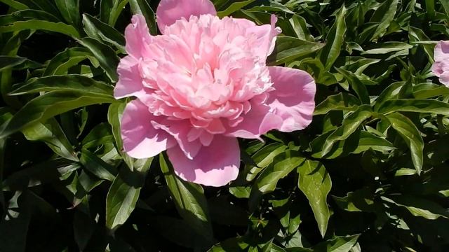 Как цветут пионы в моем саду \ How peonies bloom in my garden смотреть онлайн