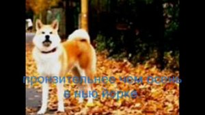 Рекламный Ролик фильма Хатико