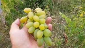 Виноград Мускат Голодриги - характеризуется полевой устойчивостью к милдью, серой гнили, оидиуму!