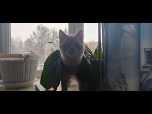 на выходных дома, и новые игрушки Евчика #котдальнобой