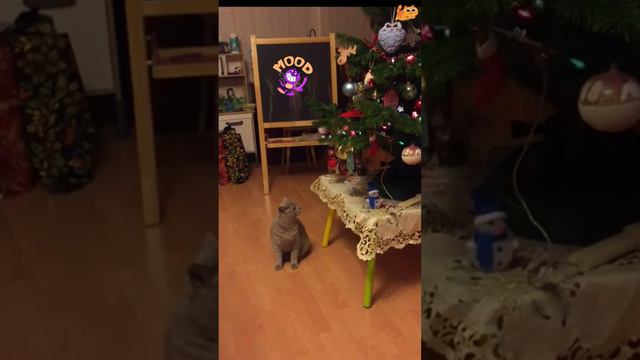 🎄Маленькой ёлочке холодно зимой!😹Котик поёт песенку про ёлочку!😸Котик и Новогодняя ёлка😻Котик Шурши