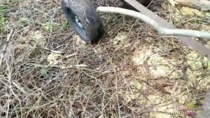 ЗАГОТОВКА ДРОВ МОТОБЛОКОМ КАК ОНО ЕСТЬ