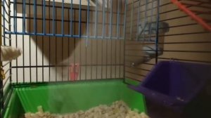 Two Dumbo Rats Mating | Спаривание крыс дамбо