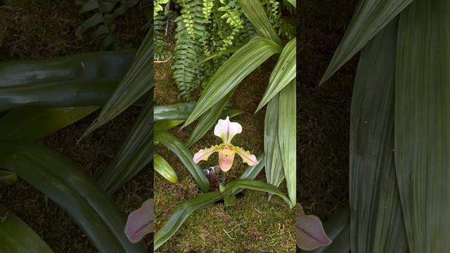 Paphiopedilum Orchid.