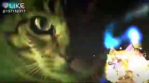 Дискотека кошек!♥♥♥