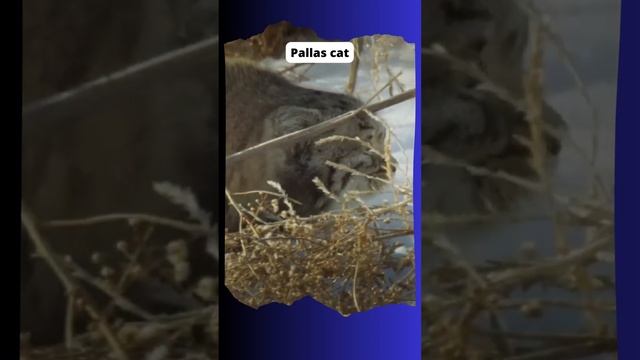 Cute animal - Pallas cat