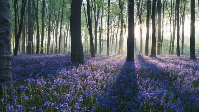 Расслабляющие звуки природы. Музыка для снятия стресса.  Крепкий сон. Медитация. смотреть онлайн
