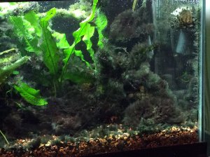 ИЗБАВИЛИСЬ ОТ ВОДОРОСЛЕЙ В АКВАРИУМЕ! ПОМОГ СОВЕТОМ НАЧИНАЮЩЕМУ АКВАРИУМИСТУ.