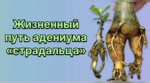 Почему не растет адениум? Ему шесть лет, а он такой маленький. 19 апреля 2024 г.