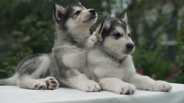 Щенки аляскинского маламута  Alaskan malamute puppies
