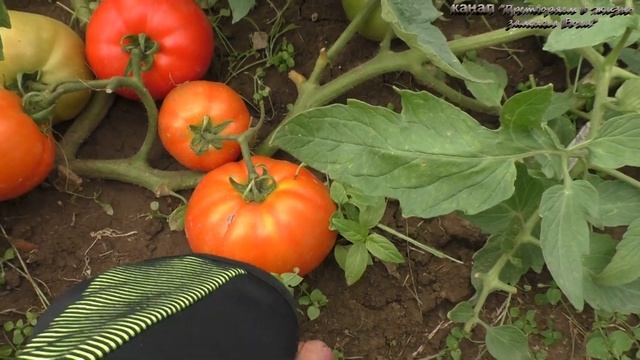 Монгольский карлик особенный томатобзор и дегустация