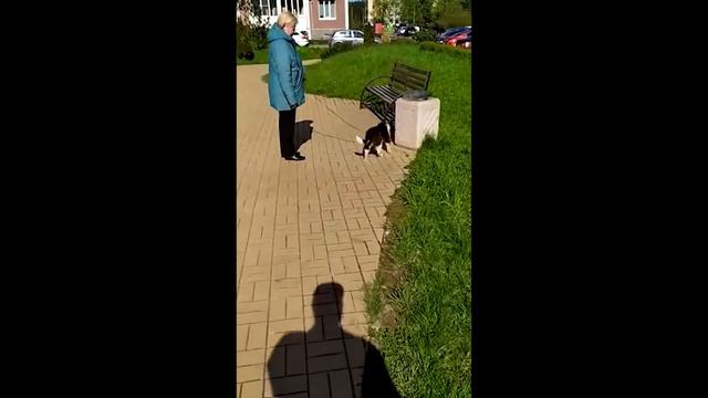 Болик дома