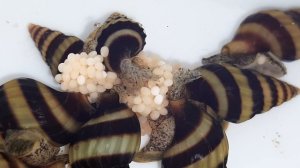 Хищные улитки Хелены