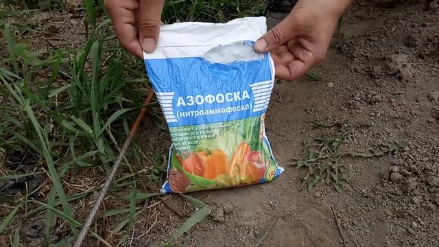 Виноград на Среднем Урале смотреть онлайн