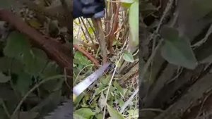 Обрезка куста Деция