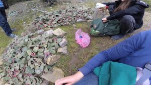 Кактус опунция в Крыму.