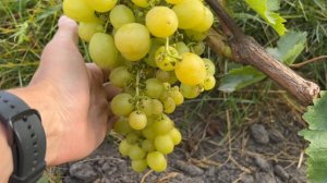Виноград Валери в Беларуси (08.09.22)