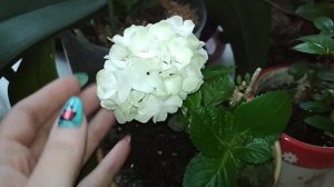 Гидрангия. Комнатная гортензия