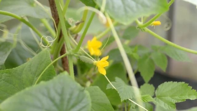 1 Ложка под огурцы в июле и огурцов завались будет! Огурцы мешками собираю! смотреть онлайн