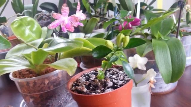 Murraya paniculata Seedling in Bud! смотреть онлайн