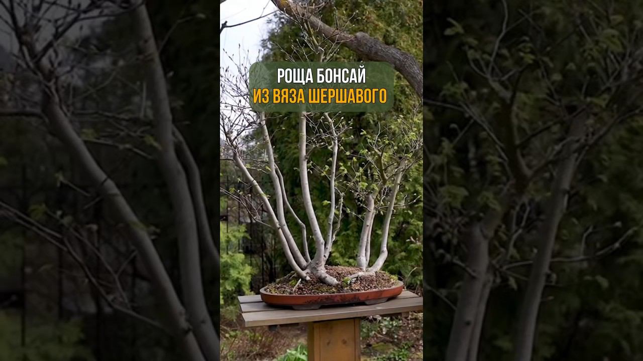 РОЩА БОНСАЙ ИЗ ВЯЗА ШЕРШАВОГО