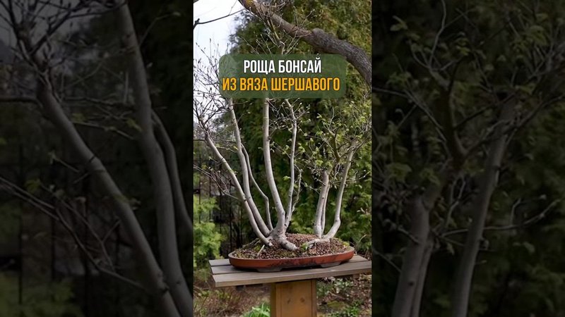 РОЩА БОНСАЙ ИЗ ВЯЗА ШЕРШАВОГО