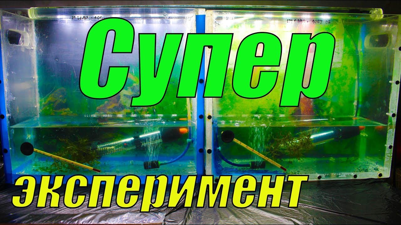 Эксперимент с аквариумными рыбками!