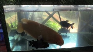 РЫБА «УХО СЛОНА» (Elephant Ear Fish. Viet Nam)