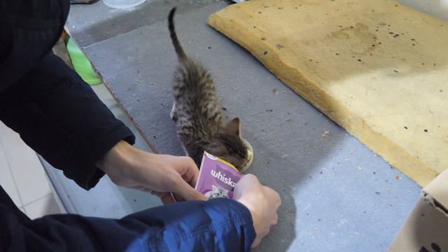 #ДвижInfo | Три главные добродетели во время Великого Поста и как их исполнить. смотреть онлайн