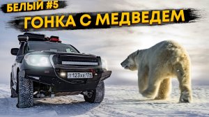 КАК МЫ НА МАШИНЕ ДОГНАЛИ БЕЛОГО МЕДВЕДЯ. С КАКОЙ СКОРОСТЬЮ БЕГАЕТ ДИКИЙ МЕДВЕДЬ. О.БЕЛЫЙ #5