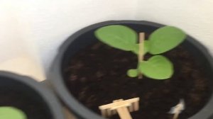 Растим табак на балконе (45 дней рассада).