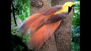 Райские птицы