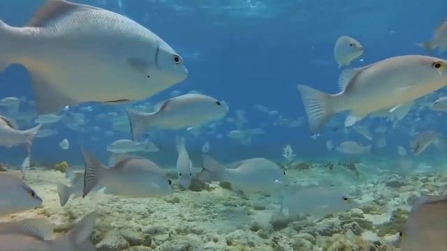 Diving In The Maldives 2